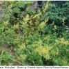 lycaen phlaeas hostplant don